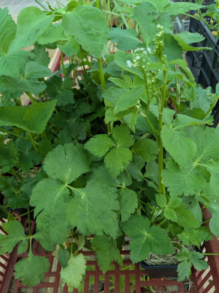 Persil japonais Mitsuba