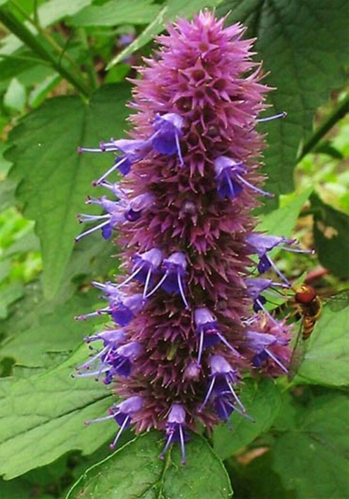 Agastache anisée