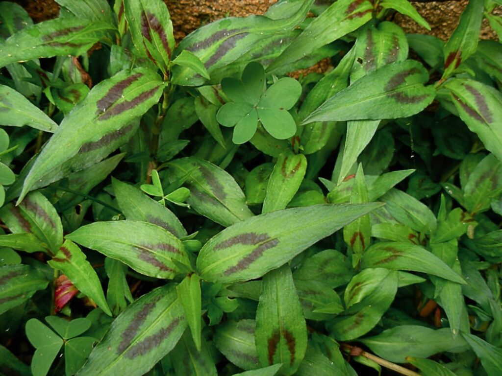 Coriandre vietnamienne