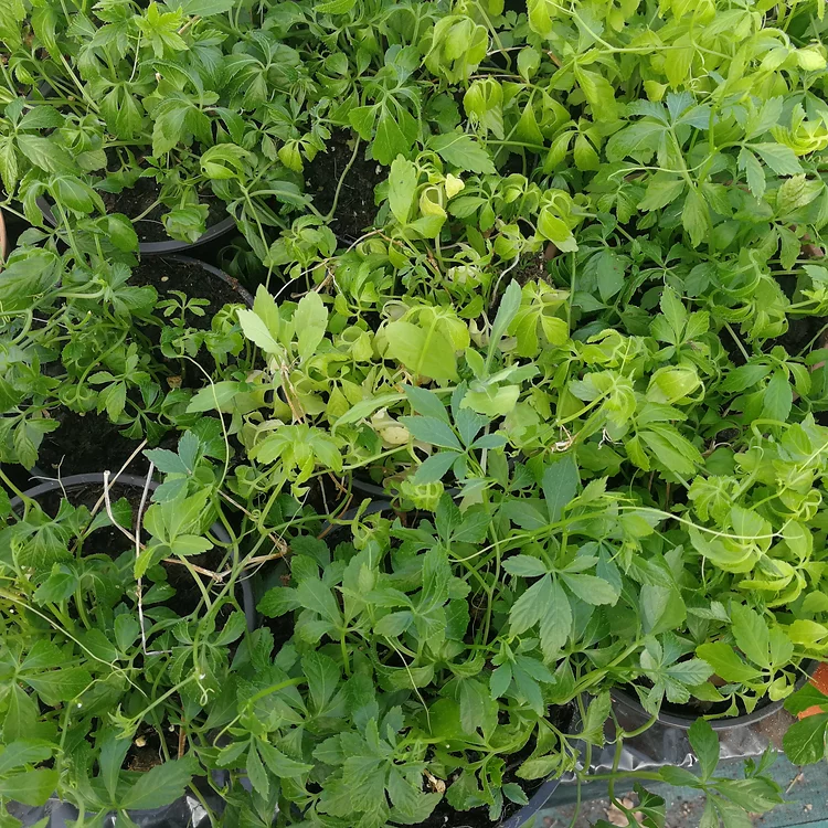 Herbe de l'immortalité